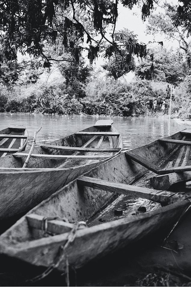Moored dugout canoes along a wooded shoreline